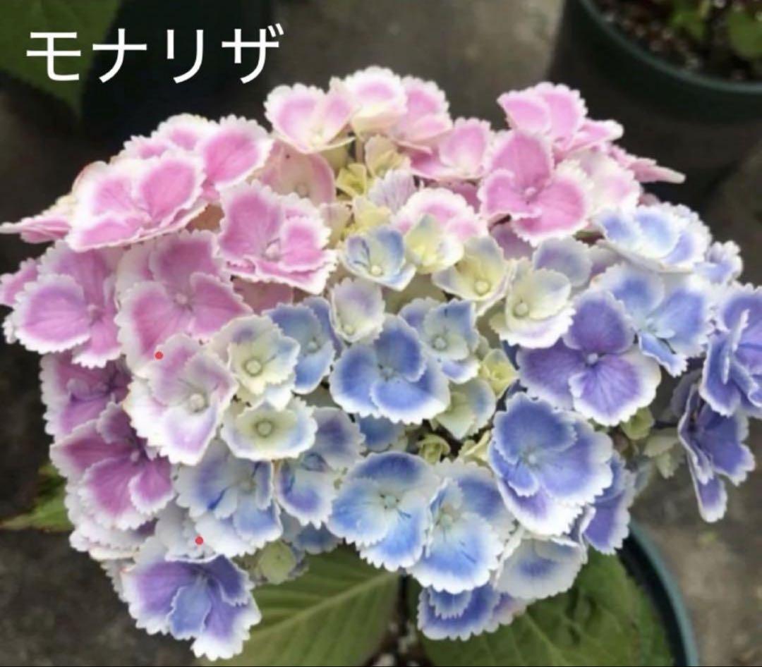 【高い素材】 紫陽花 苗 2色 セイトお得➕おまけ付き - メルカリ 花