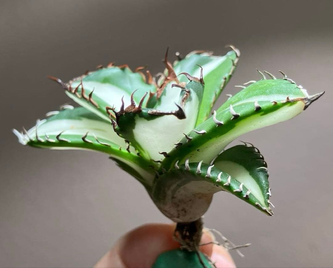 超選抜【速達】⑥美株 強棘 サイズ大 アガベ チタノタ 太陽神錦 白中斑 TC 超選抜【速達】⑥美株 強棘 サイズ大 アガベ チタノタ 太陽神錦 白中斑 TC