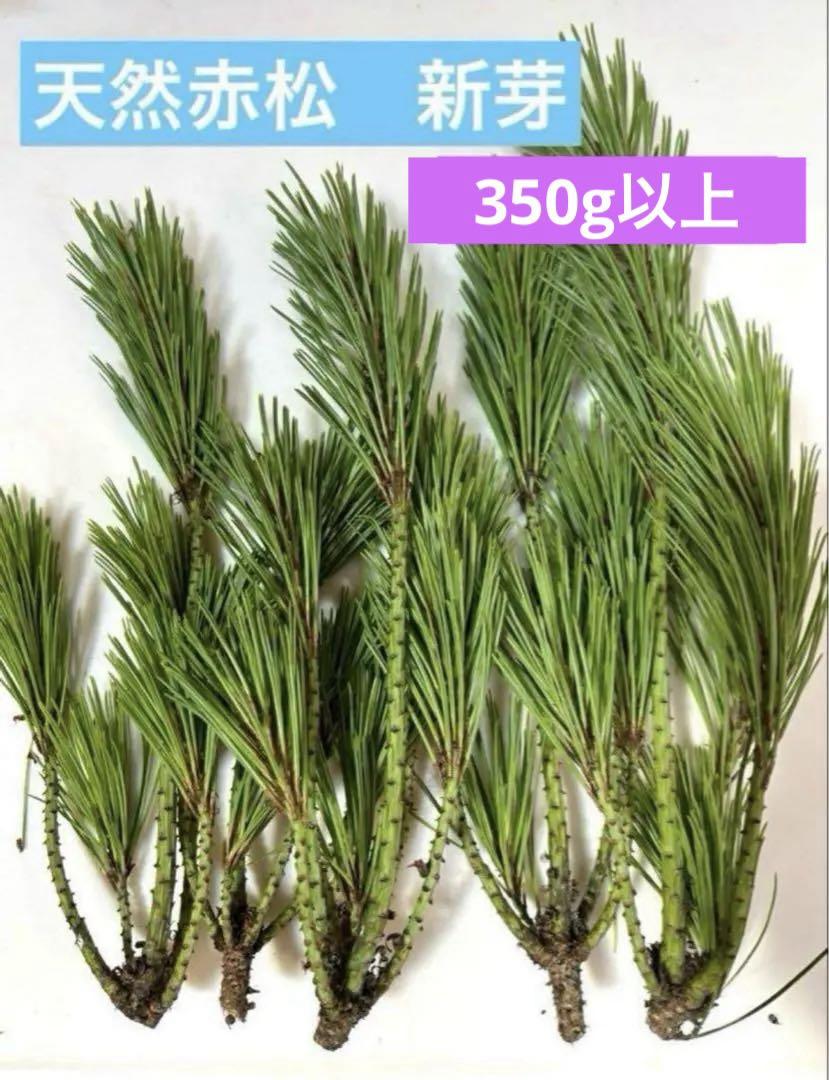 最新コレックション 松の葉 赤松 農薬不使用 新芽 松葉茶 ジュース 松葉サイダー コニファー・針葉樹