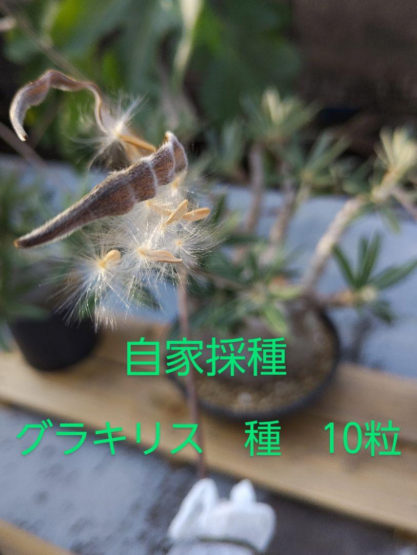 自家採種 パキポディウム グラキリス 種 10粒 おまけ1粒 - メルカリ