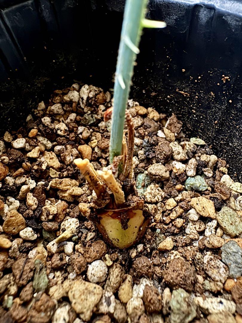 cycas cairnsiana（サイカス　カイルンシアナ）１株　実生