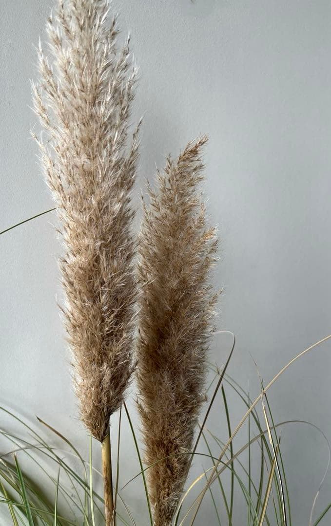 パンパスグラス 早秋風