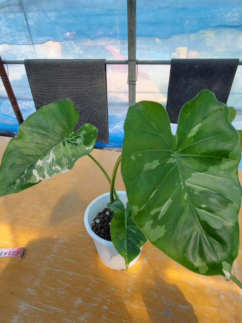 メルカリ 多肉植物 アロカシア 斑入りクワズイモ オキナワシルバー 植物 観葉植物 5 800 中古や未使用のフリマ メルカリ 多肉植物 アロカシア 斑入りクワズイモ オキナワシルバー 植物 観葉植物 5 800 中古や未使用のフリマ