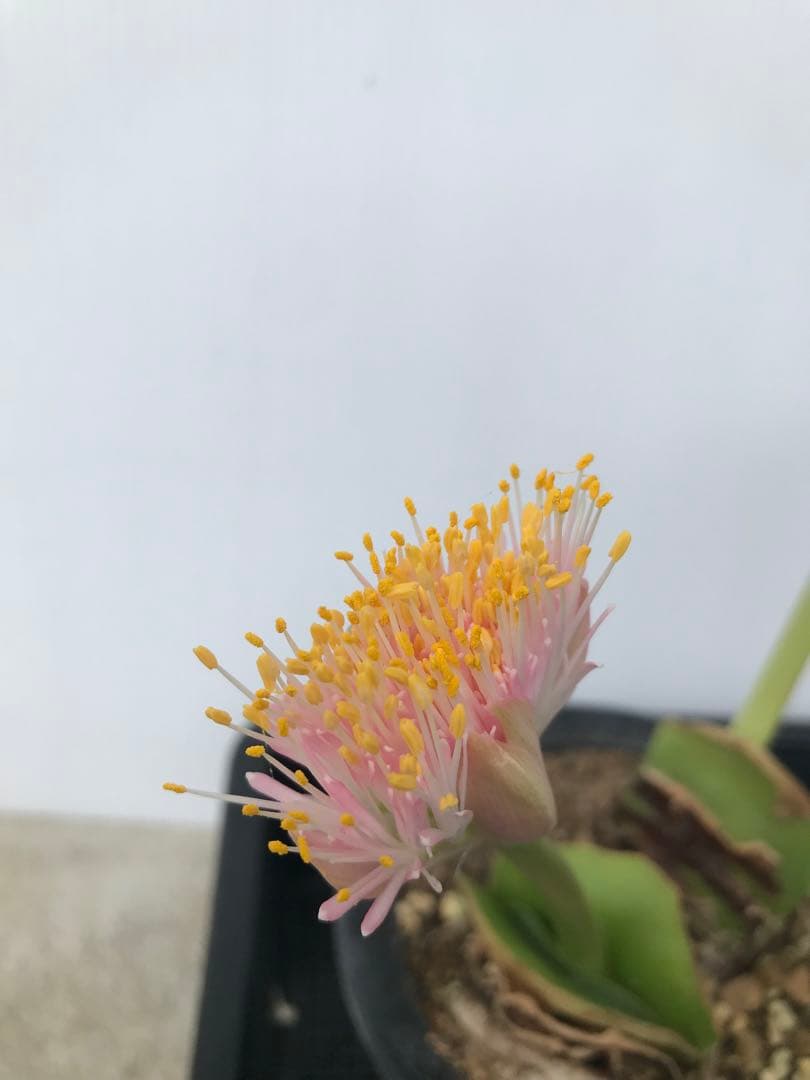 マユハケオモトピンクやや傷や汚れあり