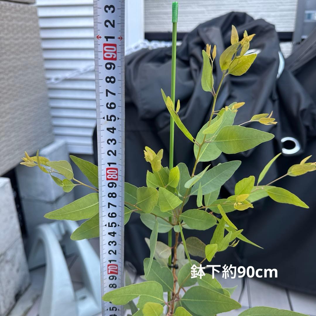 ユーカリ 希少品種ステイゲリアナ テラコッタ発送