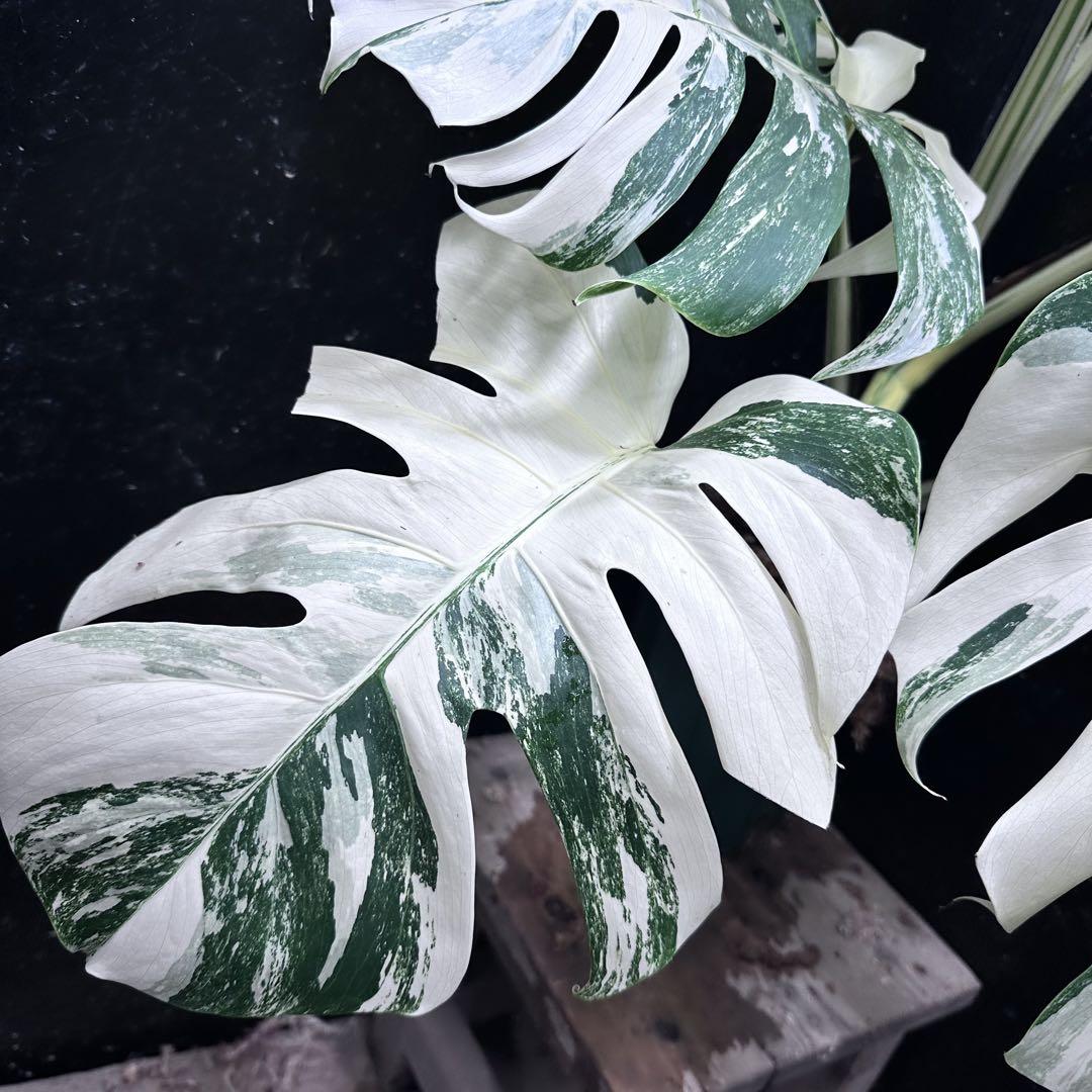 極美斑入り モンステラ ホワイトタイガー 大株 64cm 希少 人気 観葉植物