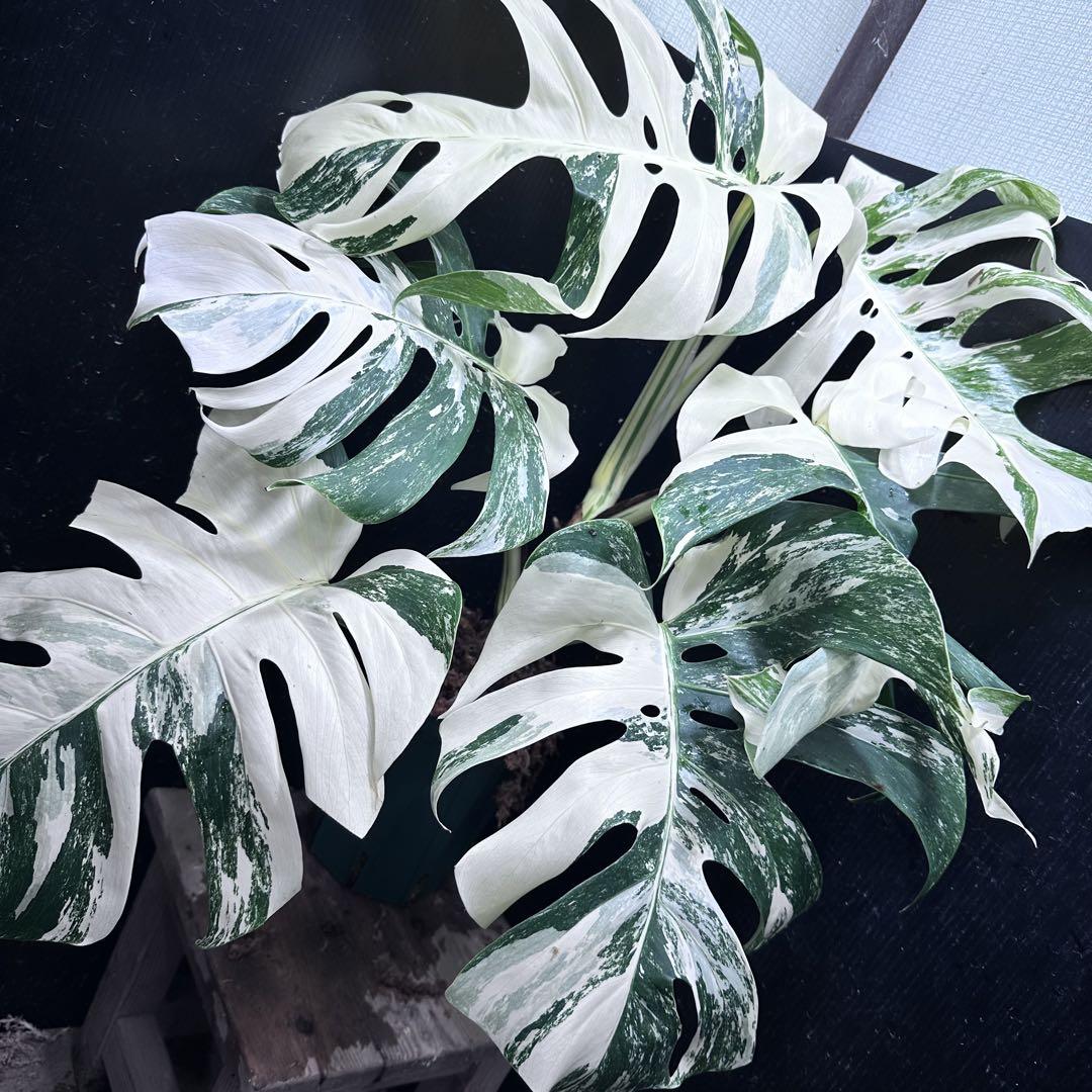 極美斑入り モンステラ ホワイトタイガー 大株 64cm 希少 人気 観葉植物