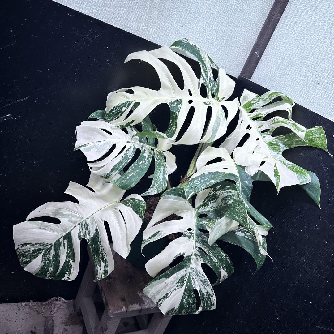 極美斑入り モンステラ ホワイトタイガー 大株 64cm 希少 人気 観葉植物