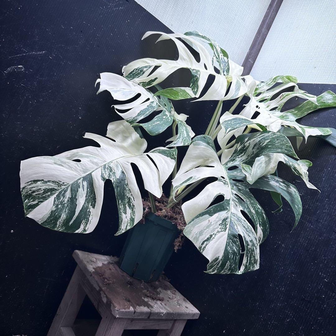 極美斑入り モンステラ ホワイトタイガー 大株 64cm 希少 人気 観葉植物
