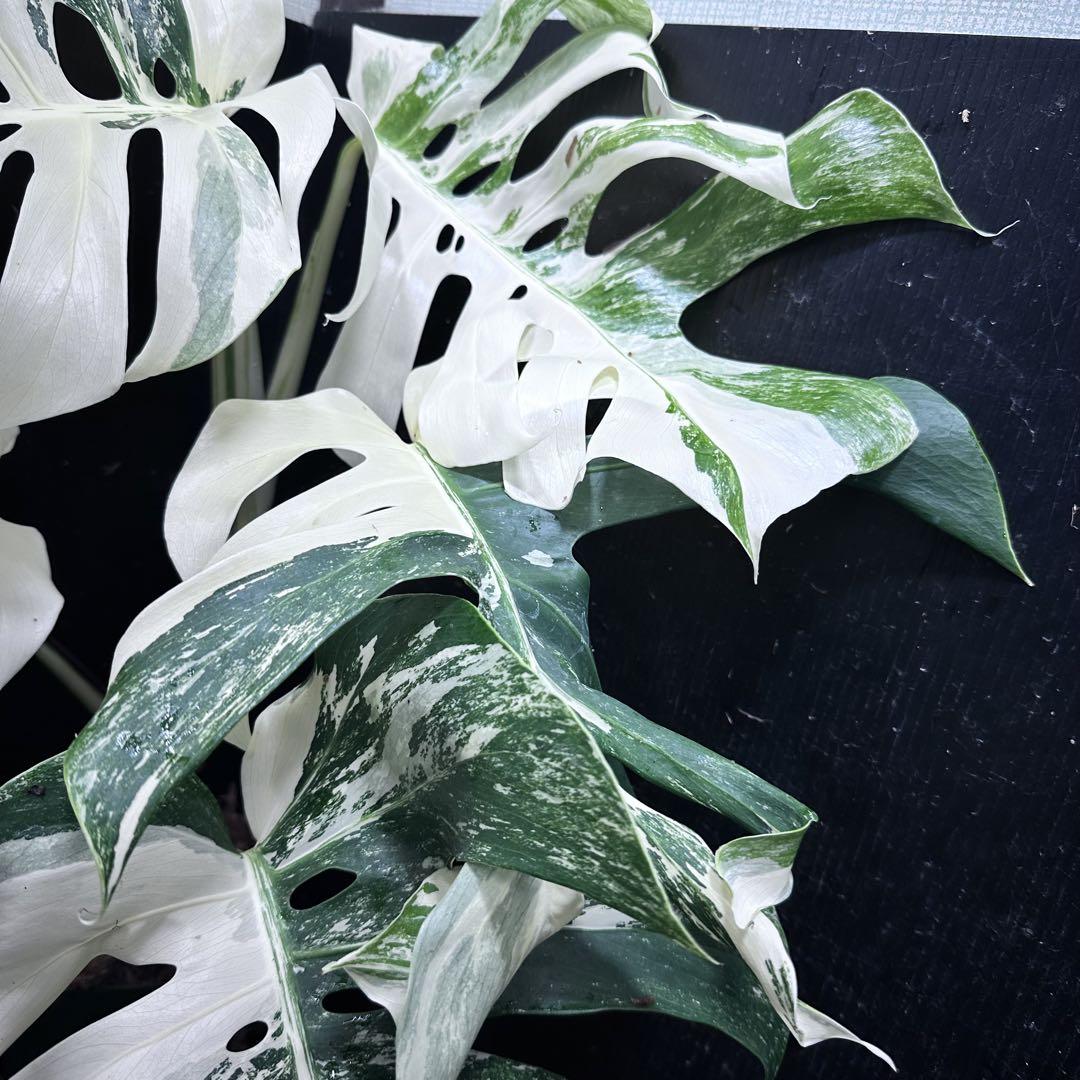 極美斑入り モンステラ ホワイトタイガー 大株 64cm 希少 人気 観葉植物