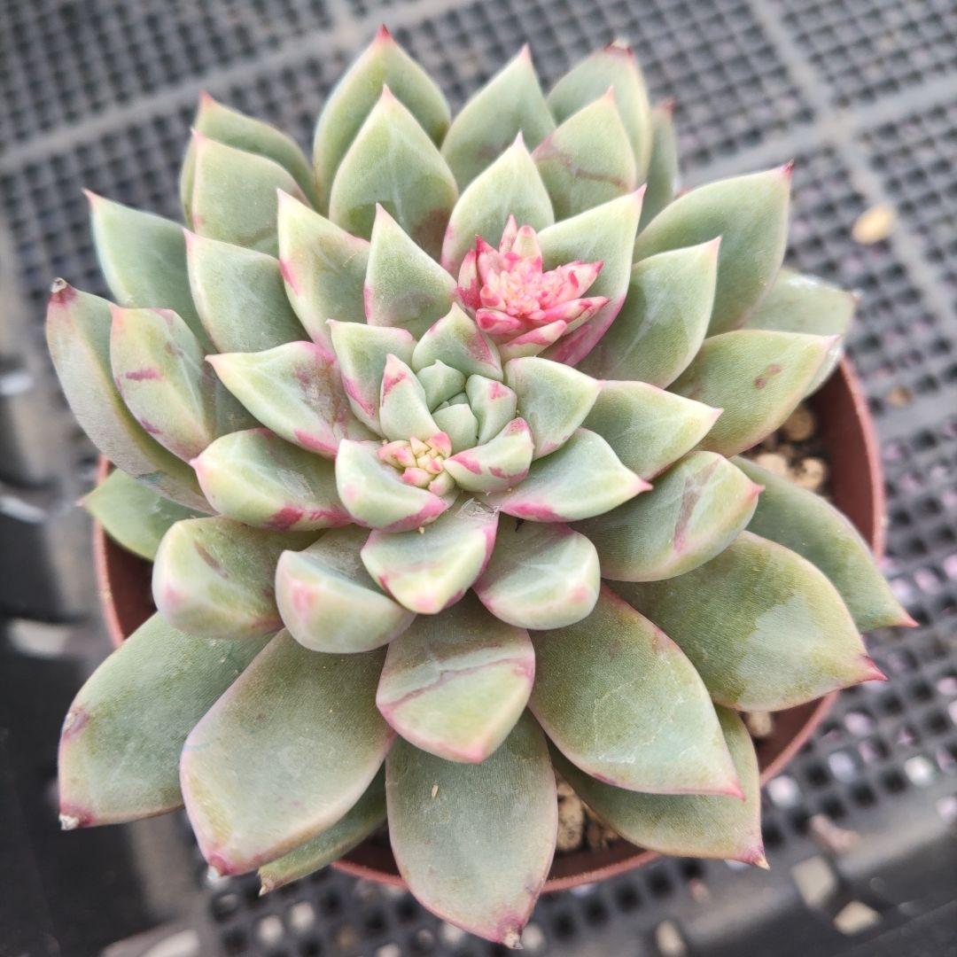 多肉植物　ブロードスワロー