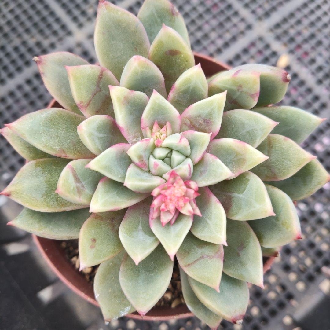 多肉植物　ブロードスワロー