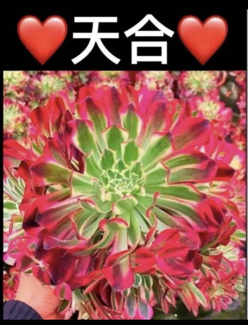 多肉植物アエオニウム錦❤️ 天合 ❤️状態図❤️