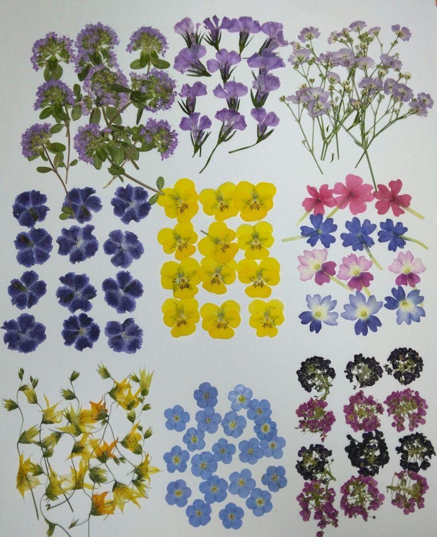 押し花　美品 楽天市場】【mflowerコラボ】押し花 さくら 啓翁桜 正面向き