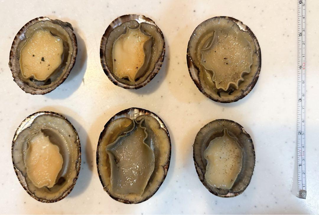 石鯛師さま専用【釣り餌】カサガイ、マツバガイ、ベッコウガイ