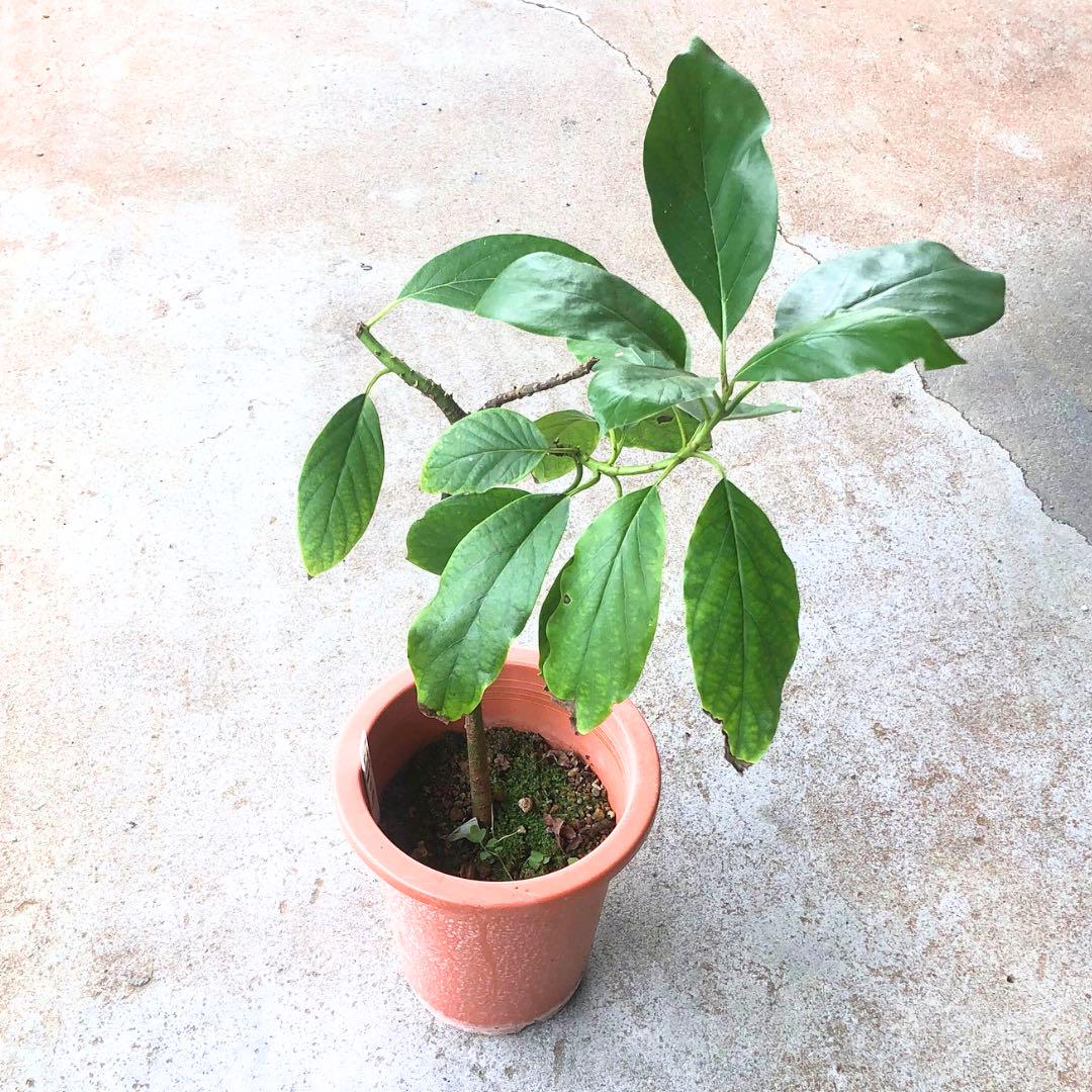 紫アボカド 接木苗 Aタイプ 国産アボカド アボガド avocado