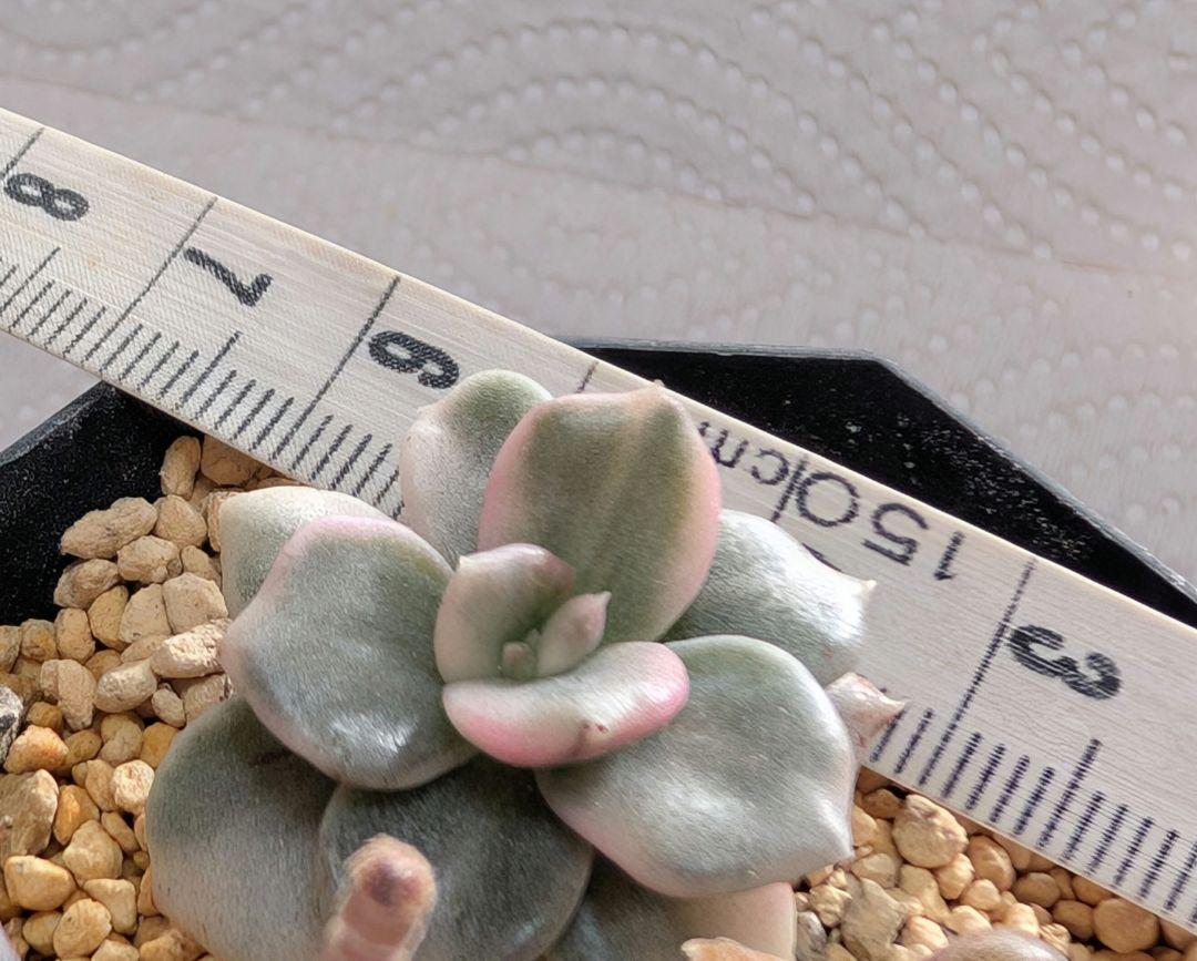 多肉植物 ミルキープリンス錦 カット苗 ネコポス発送