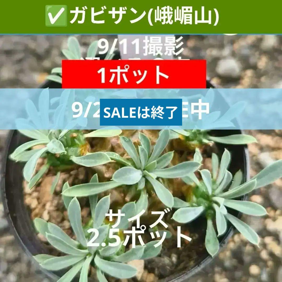 《２》ユーフォルビア✅ガビザン（峨嵋山)　６ポットからチョイス　抜き苗