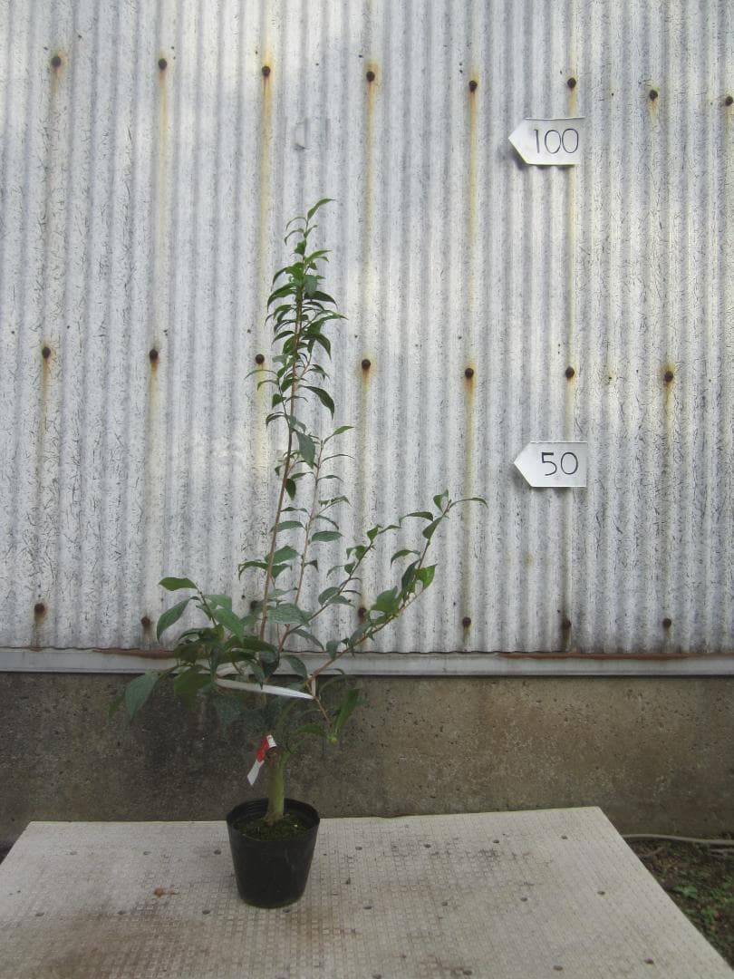 頂生金花茶 椿目立った傷や汚れなし