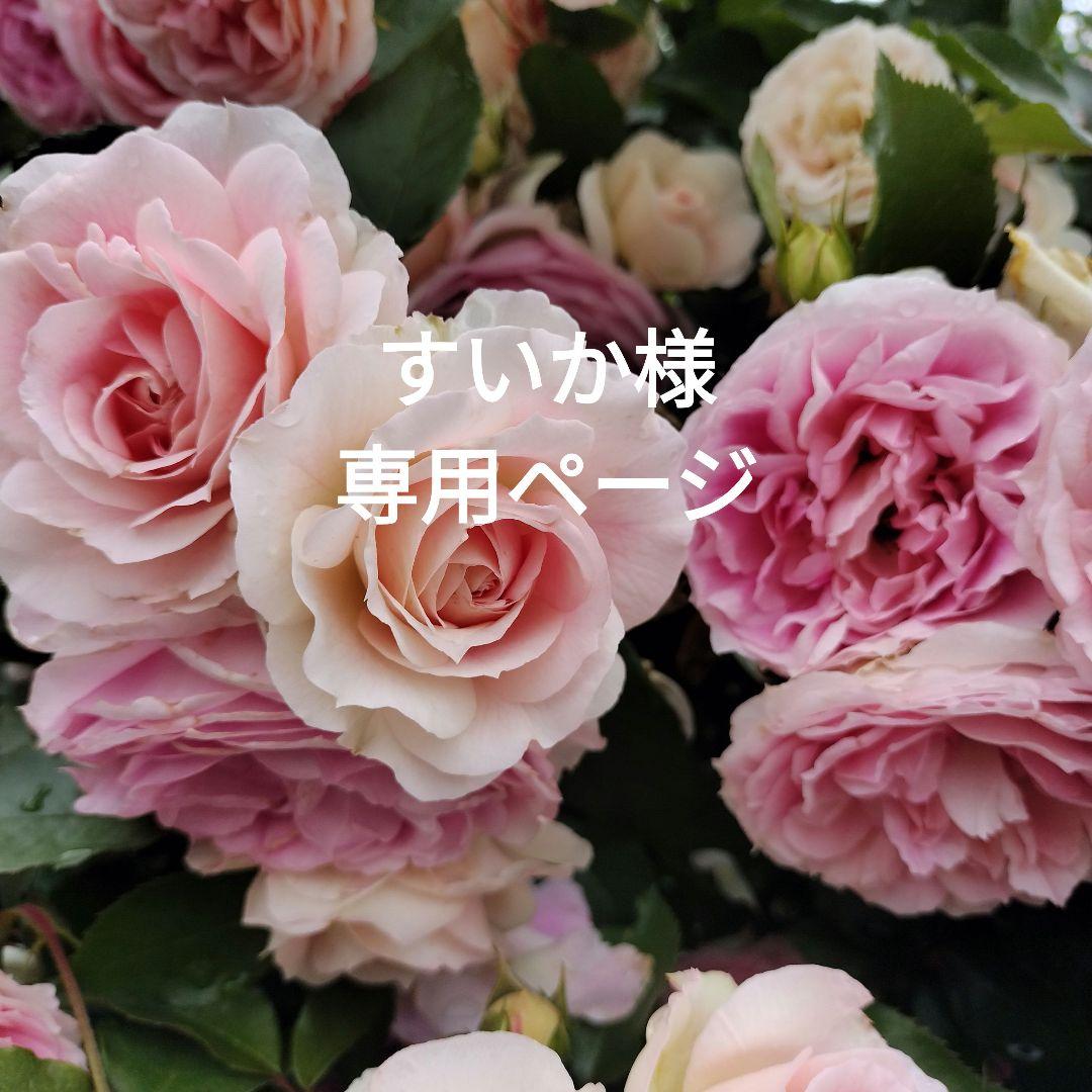 激安通販のセール すいか様専用ページ - sco.med.br