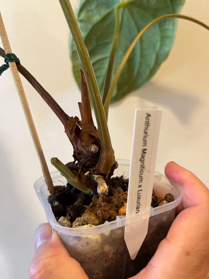 中株Anthurium Luxrians x Magnificum