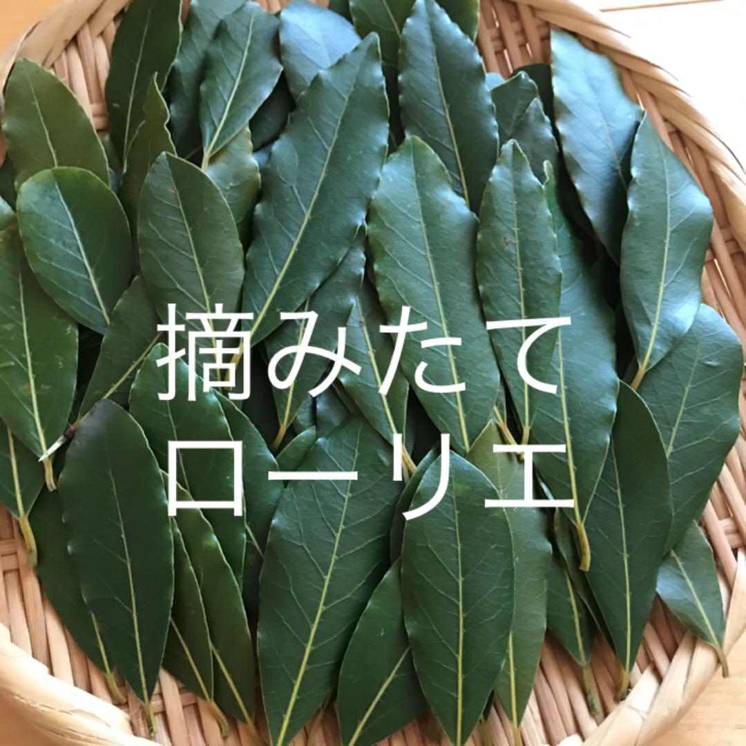 無農薬 フレッシュローリエ ローレル60枚 おまけ付き メルカリ 無農薬 フレッシュローリエ ローレル60枚 おまけ付き メルカリ
