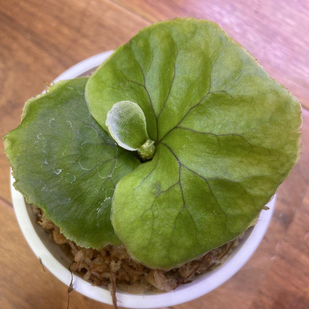 板付可能サイズ 》P.ridleyi wild_リドレイワイルド◇ビカクシダ
