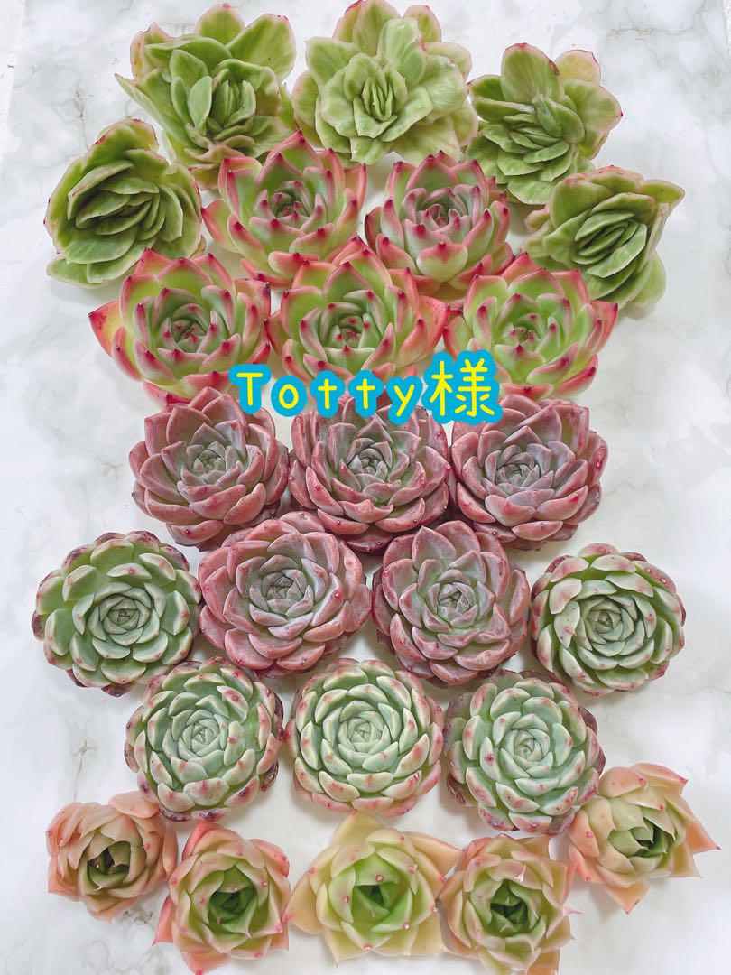 多肉植物 韓国苗 Totty様