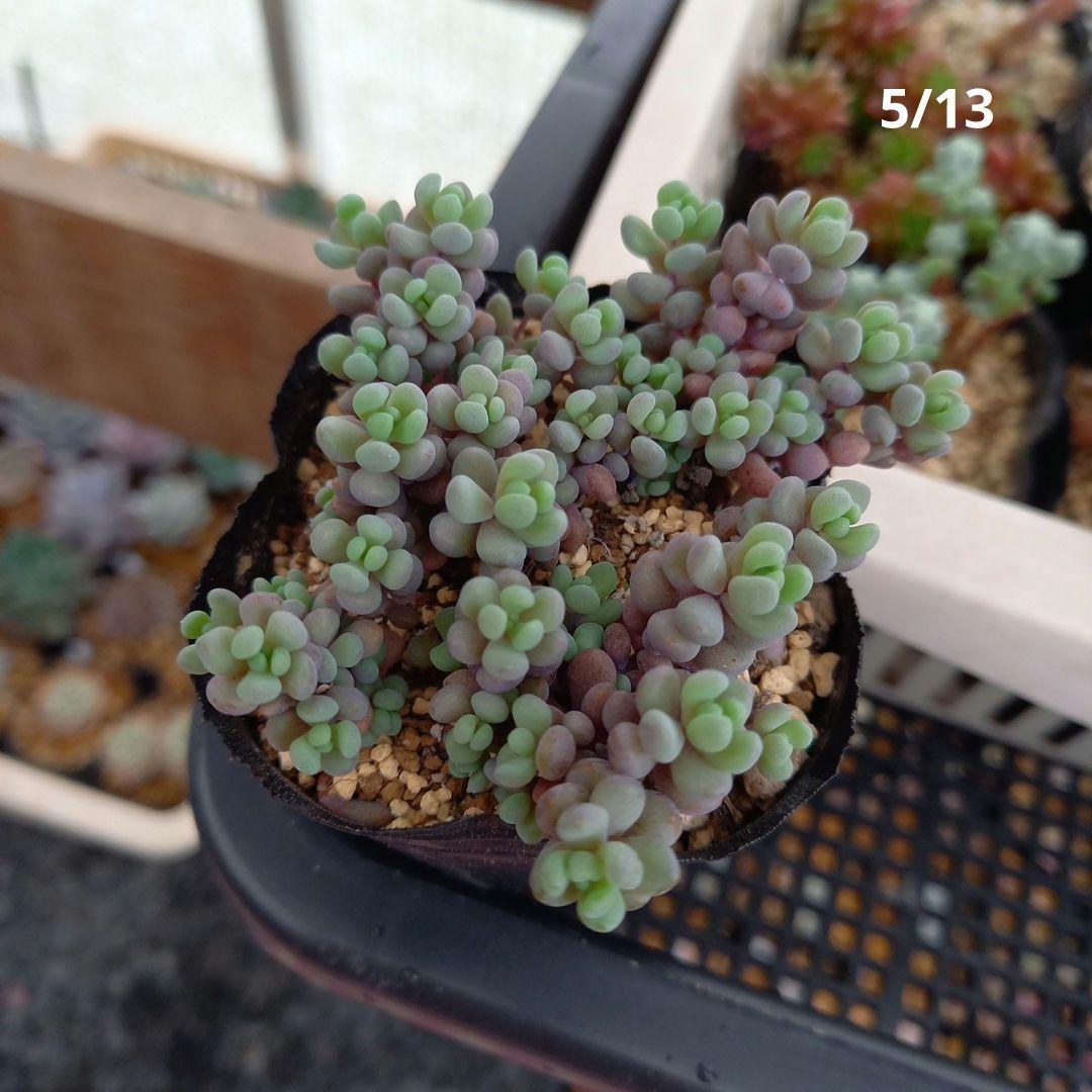 多肉植物  パープルヘイズ  抜き苗