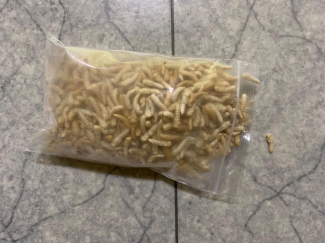 冷凍ミルワームサナギ 100g メルカリ