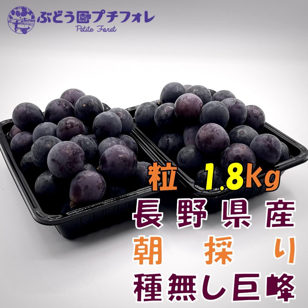 【朝採り】農家直送　種無しぶどう【ご家庭用】 朝採り直送】大粒シャインマスカット（種無し）1.1kg以上（3L