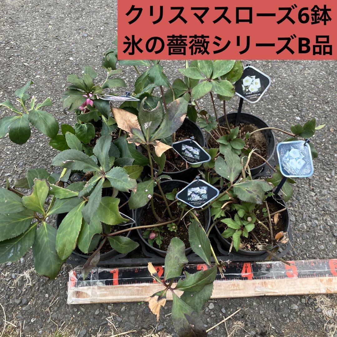 クリスマスローズ6鉢 氷の薔薇シリーズB品　ローズ　ビアンコ　レッド　5号鉢