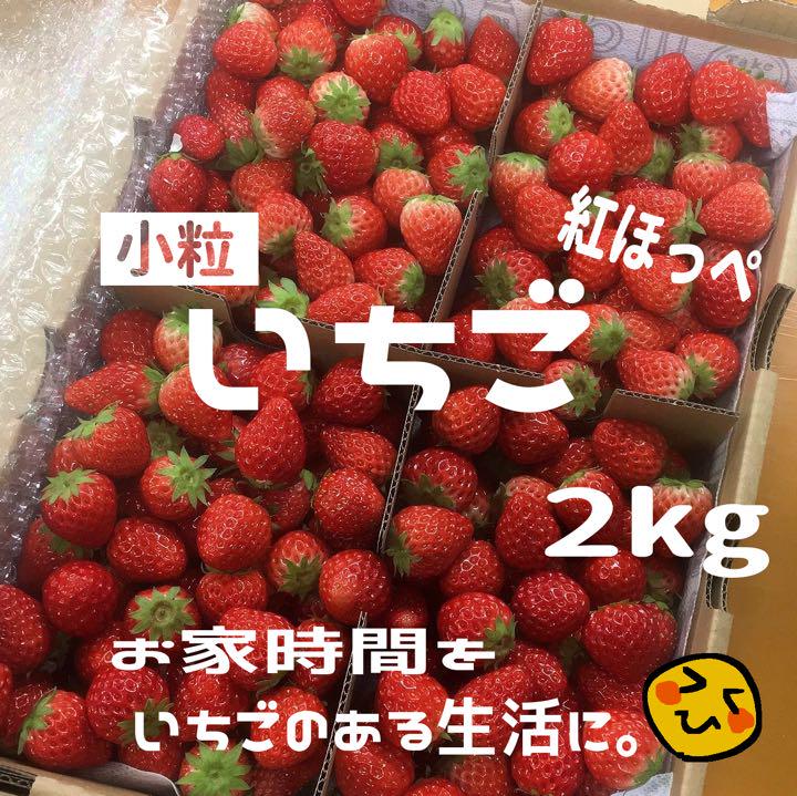 日本サイト 小粒イチゴ4kg 紅ほっぺ ショッピング特売-kontaktbirza.liaa.gov.lv 日本サイト 小粒イチゴ4kg 紅ほっぺ ショッピング特売-kontaktbirza.liaa.gov.lv