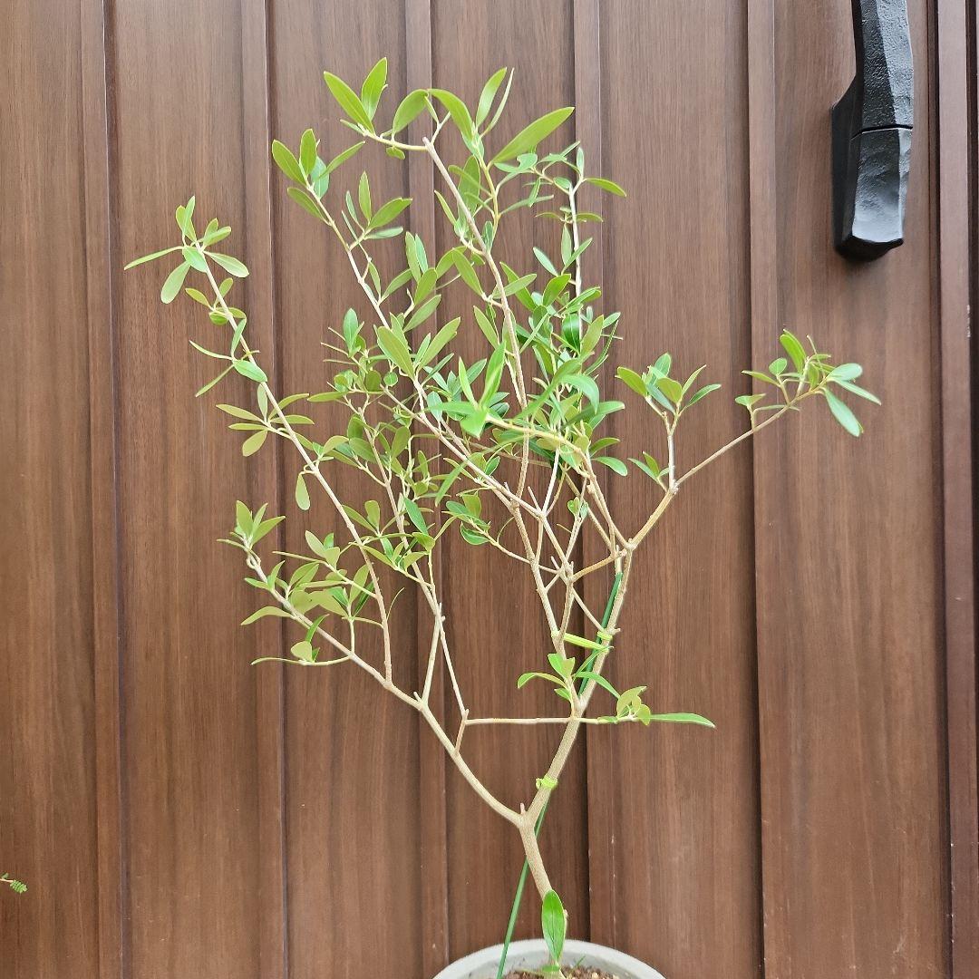 オリーブ ネバディロブランコ テラコッタ鉢植え 苗 苗木 - メルカリ