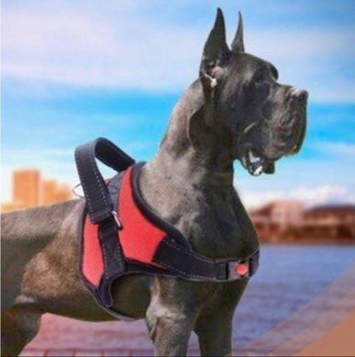 300円 大人気新作 同梱お得 訳あり胴輪 まとめて10点 超小型犬 フラワーチェック 業販 卸 フリマ 大量販売 300円 大人気新作 同梱お得 訳あり胴輪 まとめて10点 超小型犬 フラワーチェック 業販 卸 フリマ 大量販売