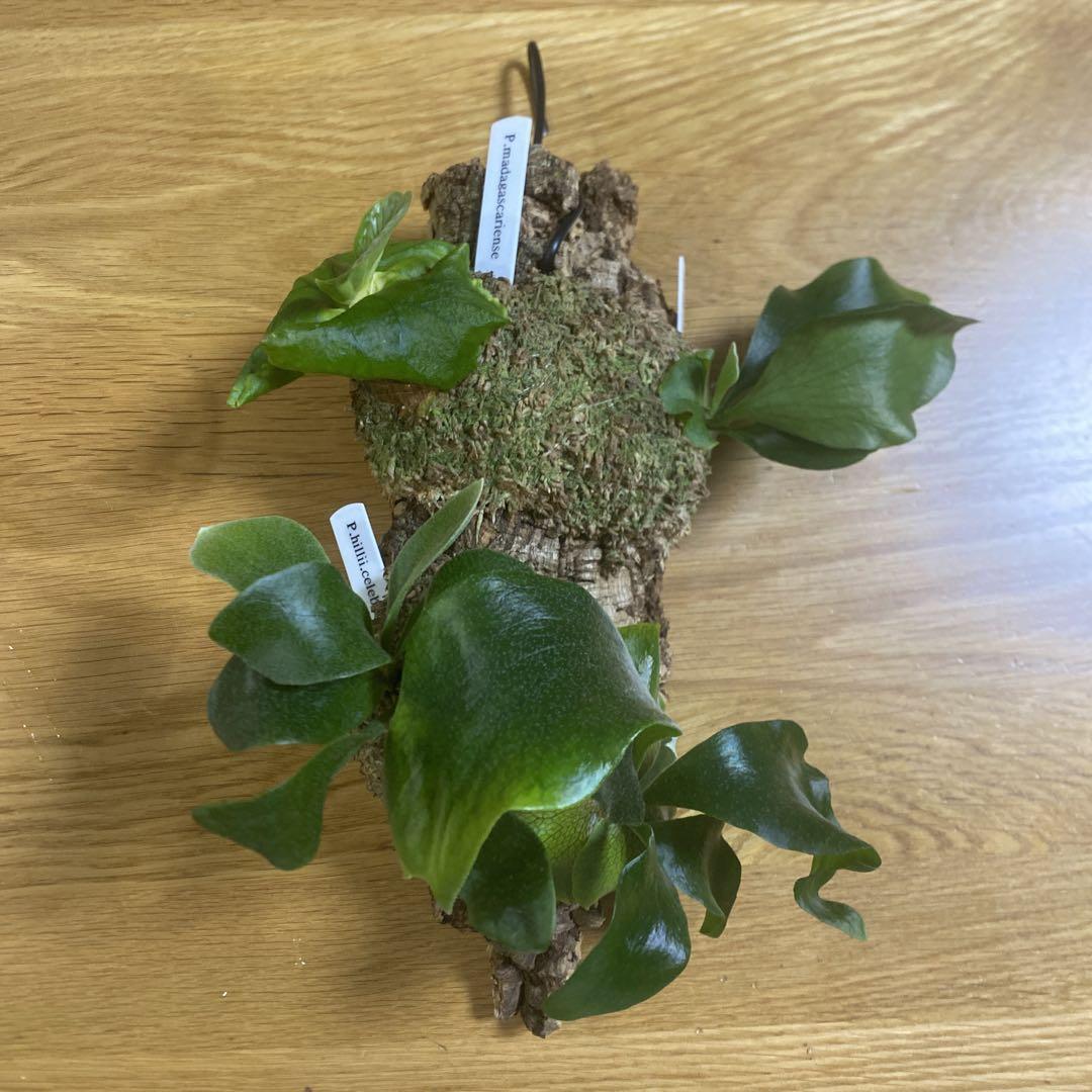 ビカクシダ　胞子培養株　4種