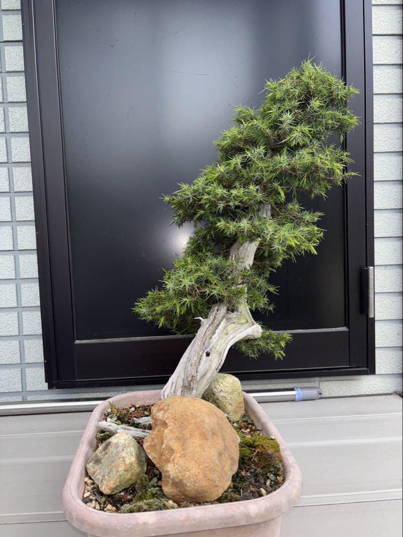 杜松　トショウ　樹高　56センチ