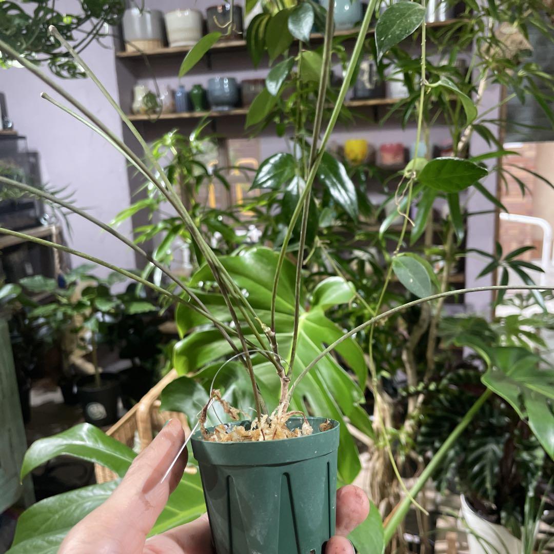 Hoya spartioides ホヤ　スパルティオイデイス ①