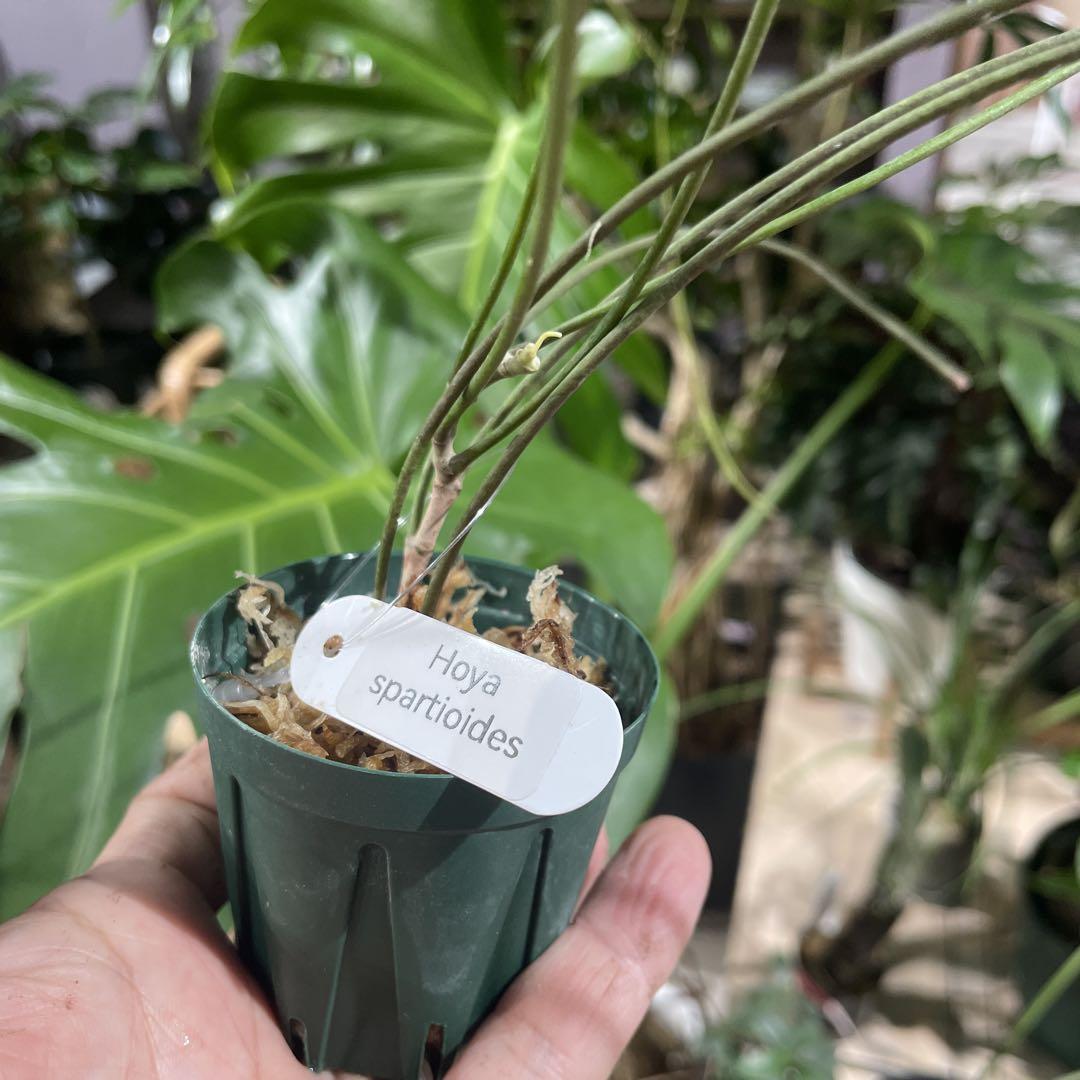 Hoya spartioides ホヤ　スパルティオイデイス ①