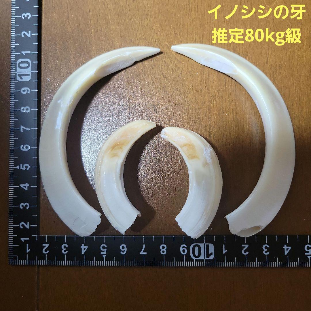 イノシシの牙