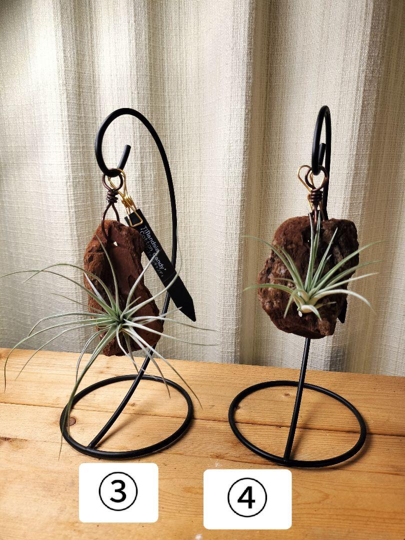 専用出品　エアープランツハンガーセット