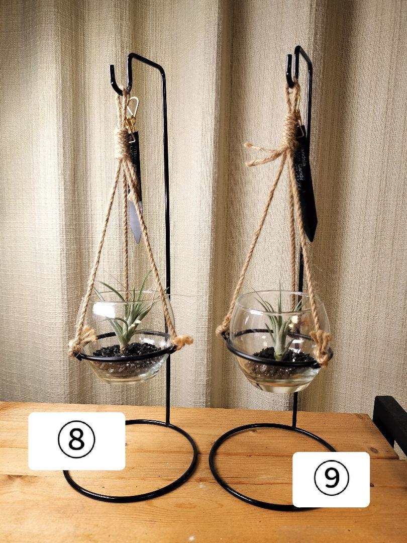 専用出品　エアープランツハンガーセット