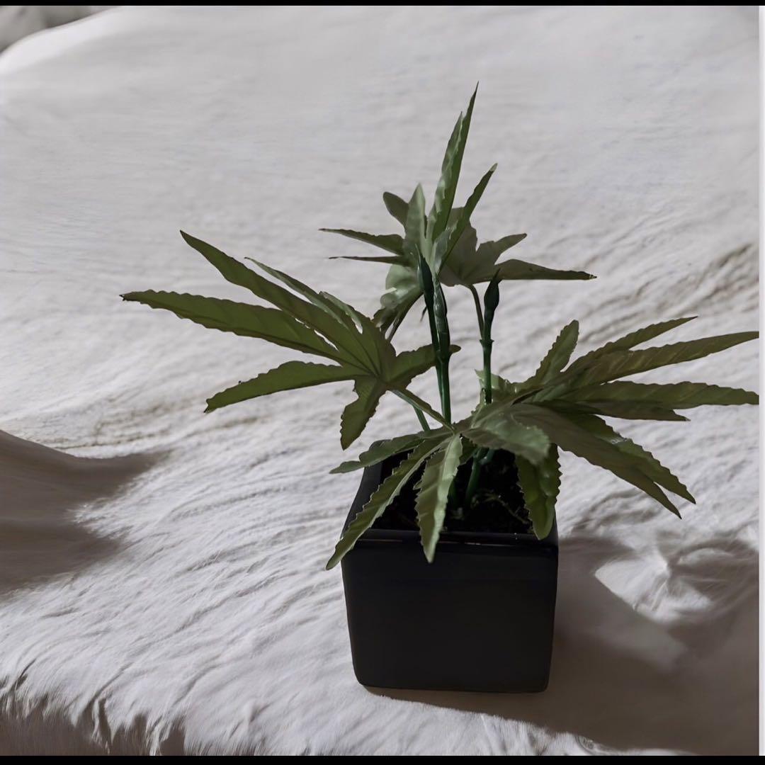 グリーン植物~w09