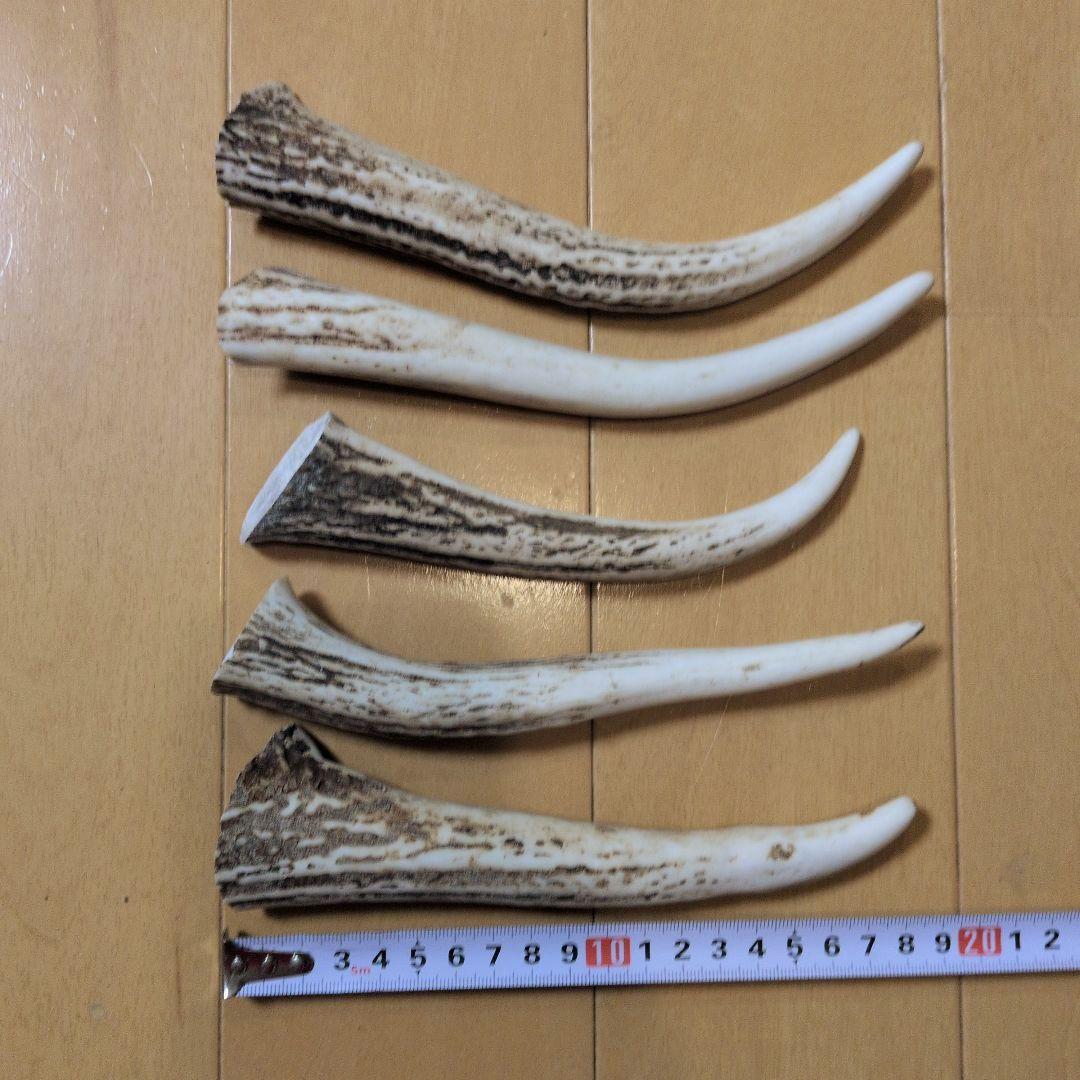 【asami】アクセサリー【まとめて２６本】北海道　エゾシカ　鹿の角　素材 M28アクセサリー【まとめて5本】 北海道 エゾシカ 鹿角 鹿の角