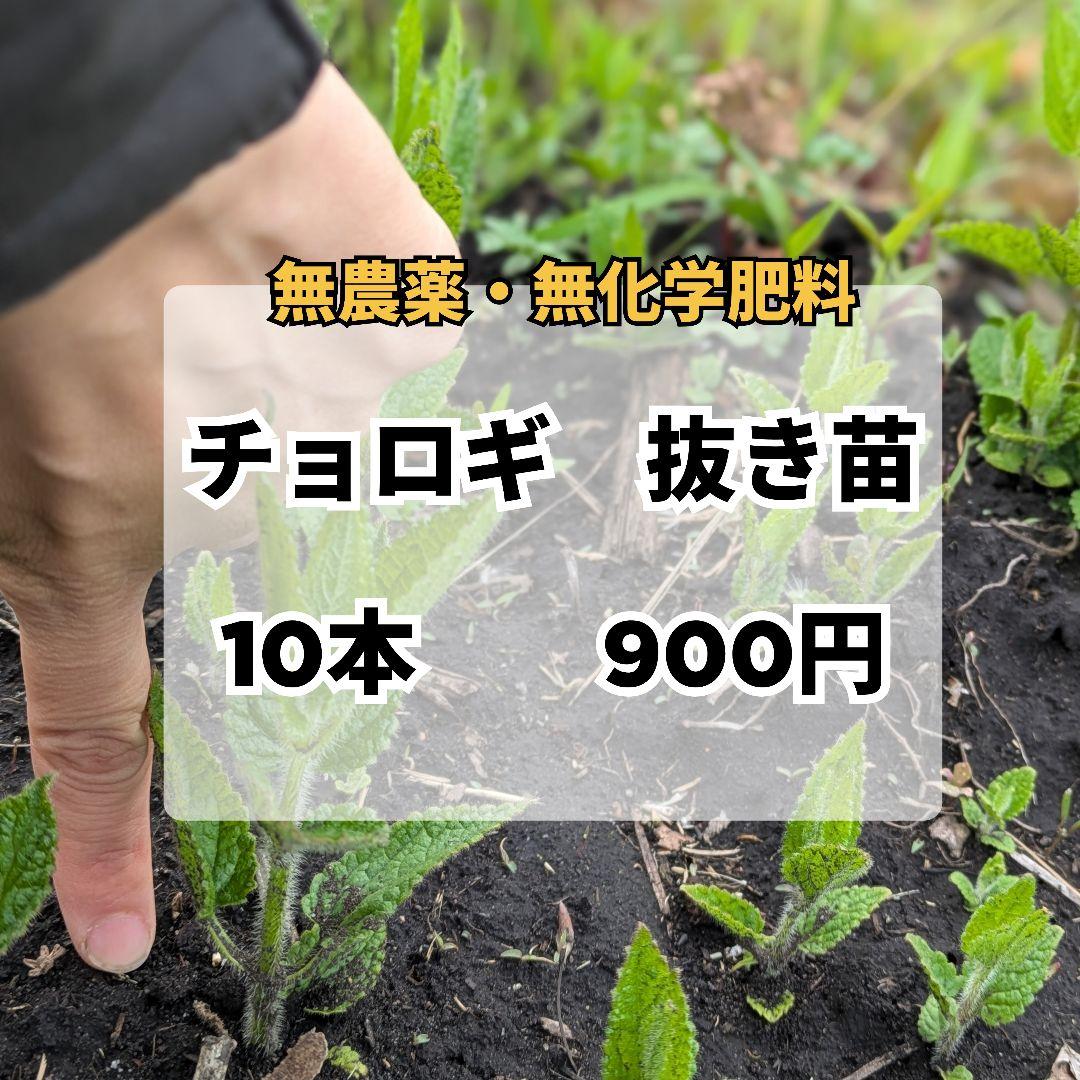 メルカリで売れた抜き苗の梱包方法。必要な資材と手順、注意点を