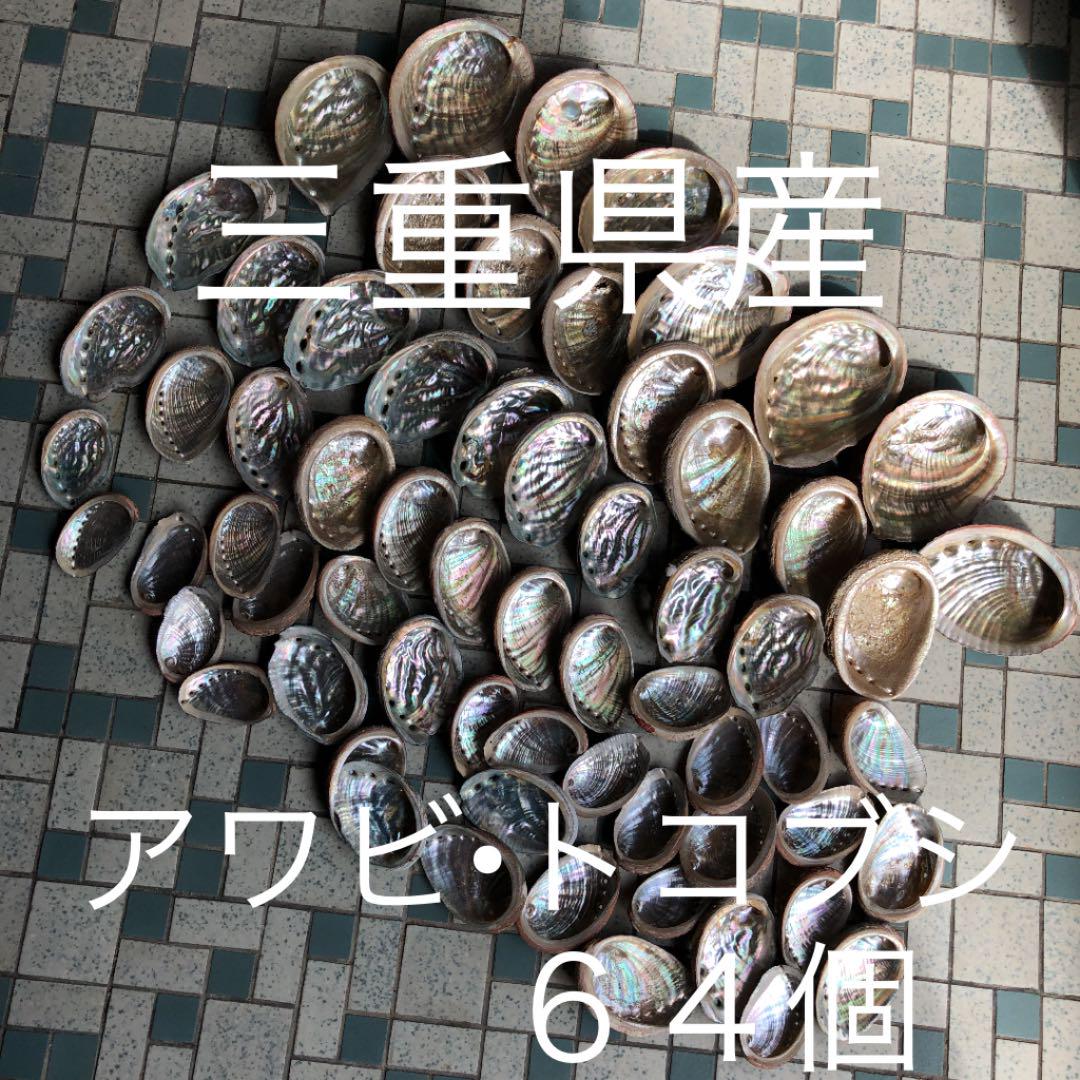 三重県産 アワビ トコブシ 貝殻 まとめ売り - メルカリ 三重県産 アワビ トコブシ 貝殻 まとめ売り - メルカリ