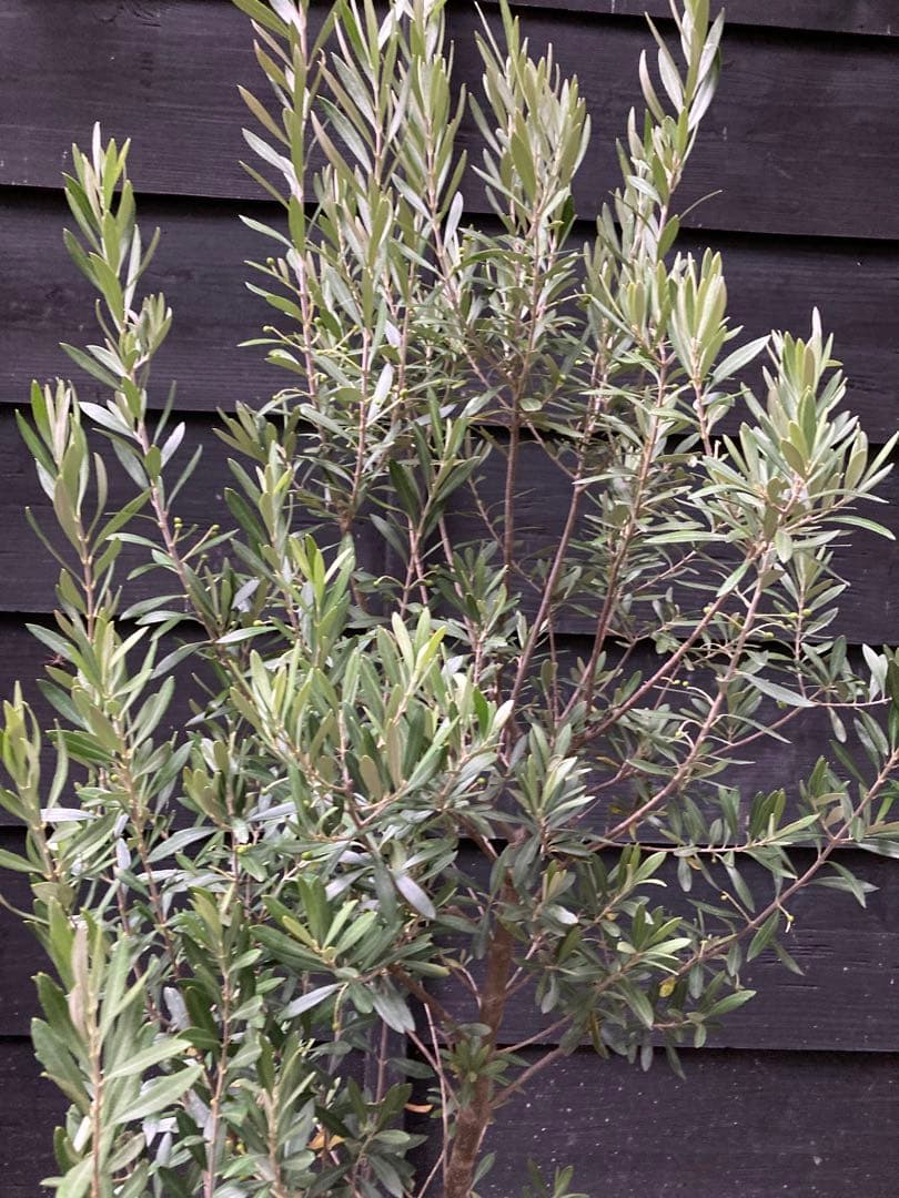 後払い手数料無料】 d オリーブの木 シプレッシーノ 植物/観葉植物