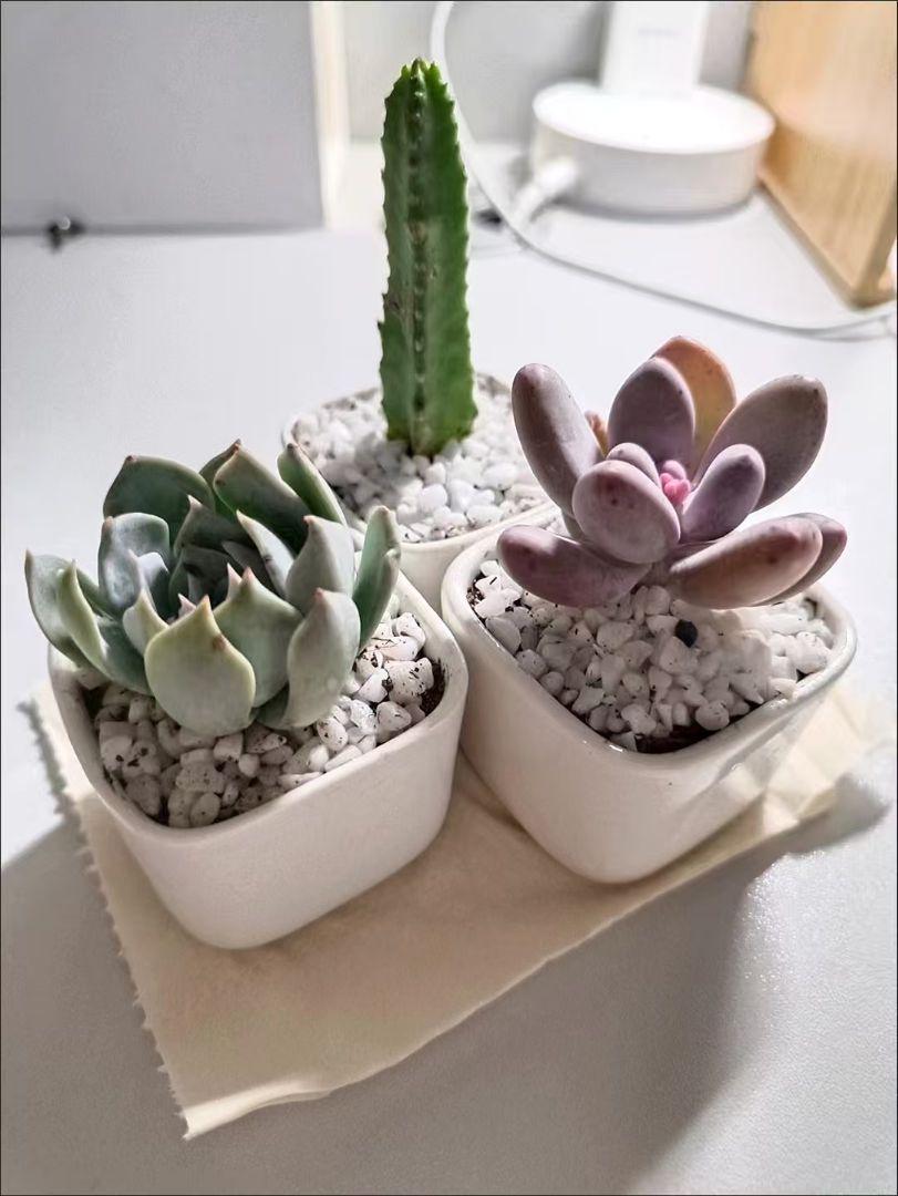 多肉植物 3鉢セット 白鉢