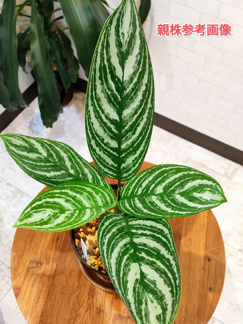 殿堂 特選美株！専門店購入】アグラオネマ ニティドゥム カーティシー その他観葉植物