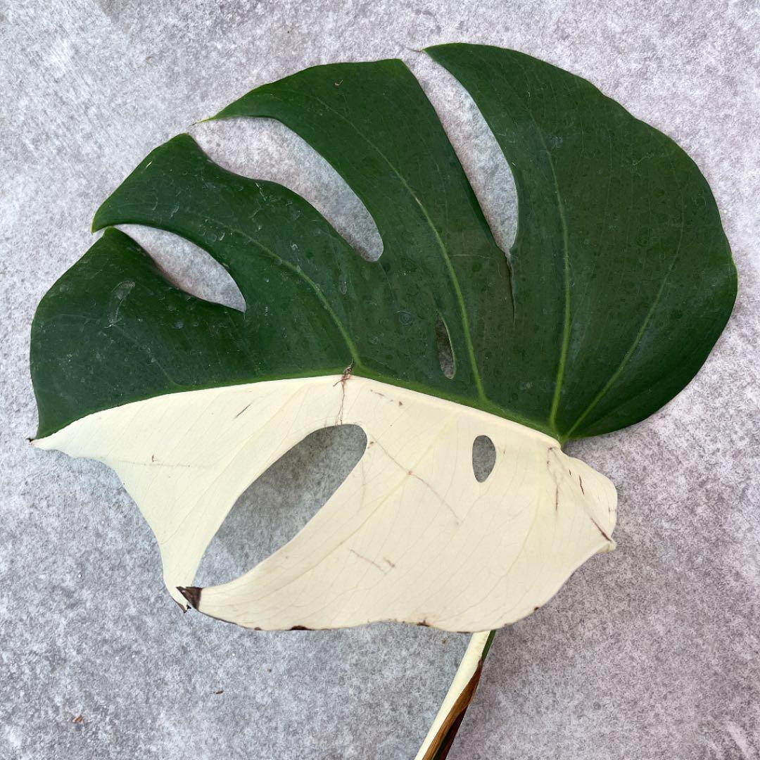 超人気 斑入りモンステラ/魅力的な3株セット❤︎♡ 378. - 植物/観葉植物